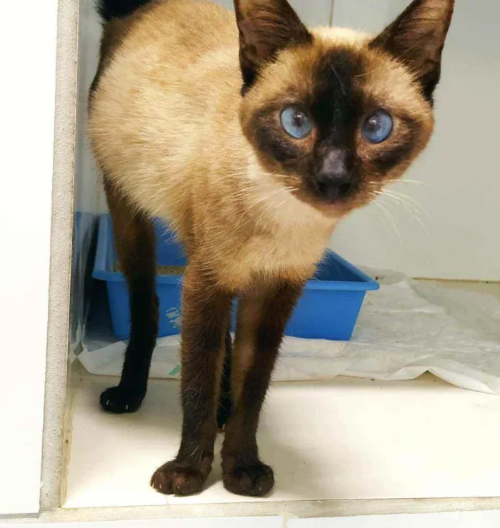 Gato ra a Srd idade 2 anos nome Salaminho