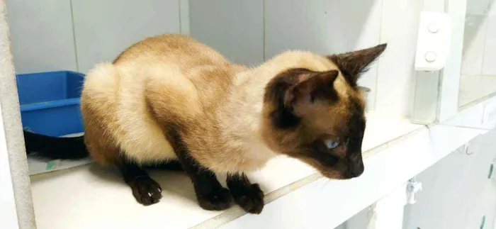 Gato ra a Srd idade 2 anos nome Salaminho
