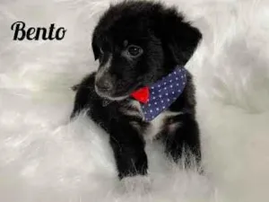 Cachorro raça SRD idade Abaixo de 2 meses nome Bento