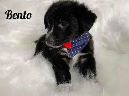 Cachorro ra a SRD idade Abaixo de 2 meses nome Bento