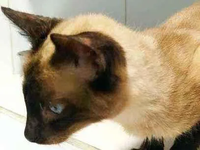 Gato ra a Srd idade 2 anos nome Salaminho