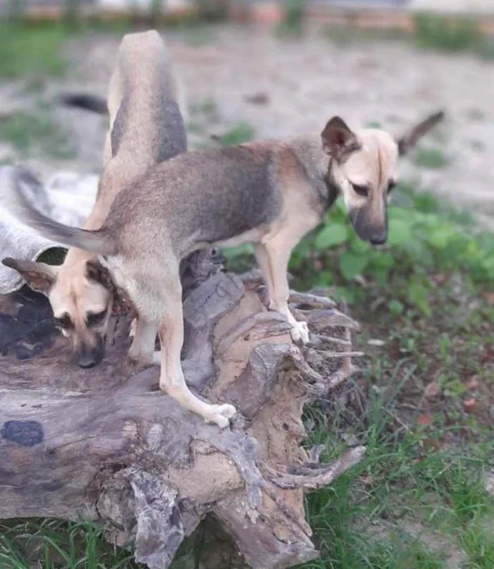 Cachorro ra a  idade 7 a 11 meses nome Verônica e Ruth