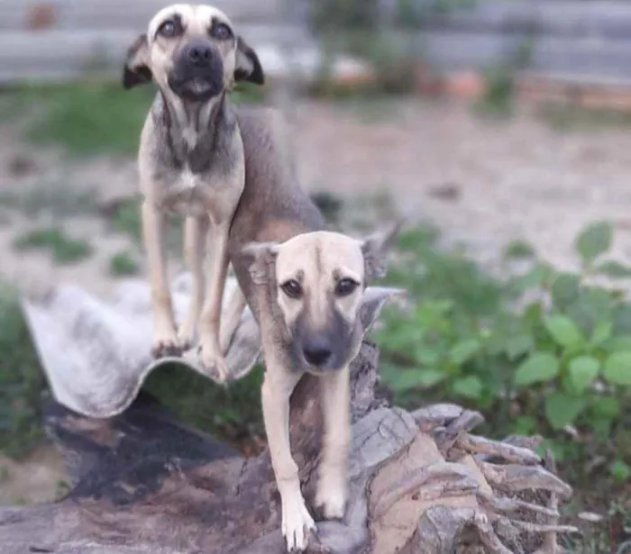 Cachorro ra a  idade 7 a 11 meses nome Verônica e Ruth