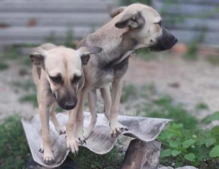 Cachorro ra a  idade 7 a 11 meses nome Verônica e Ruth