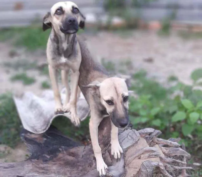 Cachorro ra a  idade 7 a 11 meses nome Verônica e Ruth