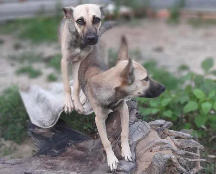 Cachorro ra a  idade 7 a 11 meses nome Verônica e Ruth