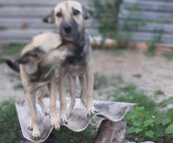 Cachorro ra a  idade 7 a 11 meses nome Verônica e Ruth