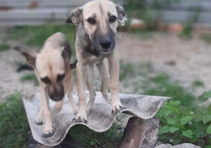 Cachorro ra a  idade 7 a 11 meses nome Verônica e Ruth