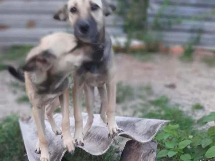 Cachorro ra a  idade 7 a 11 meses nome Verônica e Ruth