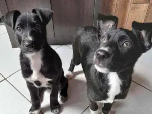 Cachorro raça Sem raça  idade 2 a 6 meses nome Amora e Diego