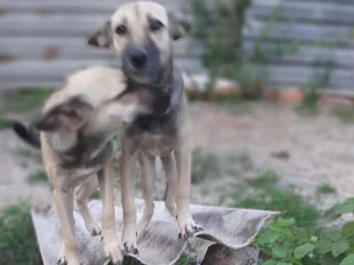 Cachorro ra a  idade 7 a 11 meses nome Verônica e Ruth