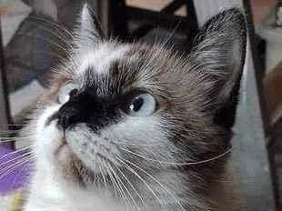 Gato ra a Mestiça de persa com siamês. idade 3 anos nome Lilith.