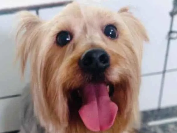 Cachorro raça Yorkshire  idade 3 anos nome Spike 