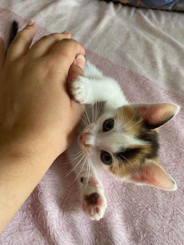 Gato ra a Vira lata idade Abaixo de 2 meses nome Sem nome