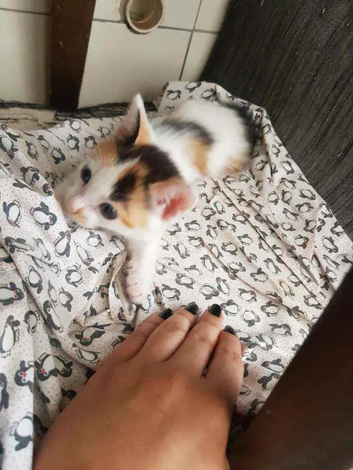 Gato ra a Vira lata idade Abaixo de 2 meses nome Sem nome