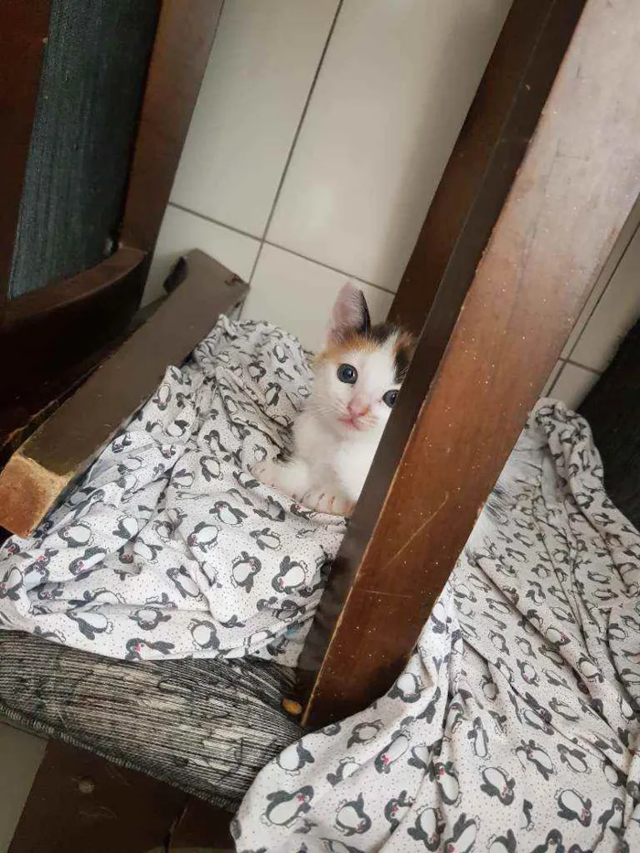 Gato ra a Vira lata idade Abaixo de 2 meses nome Sem nome