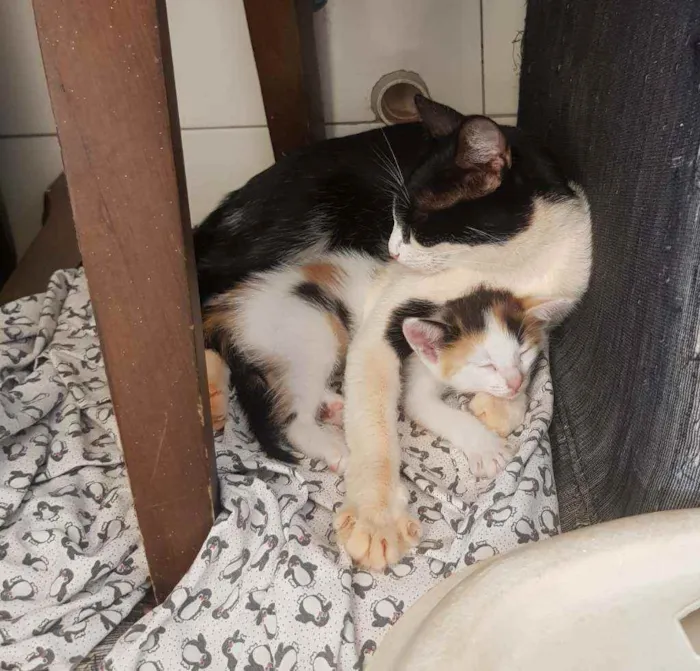 Gato ra a Vira lata idade Abaixo de 2 meses nome Sem nome