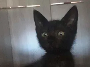 Gato raça Vira lata idade 2 a 6 meses nome Café, fofinho,ravena