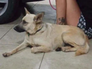 Cachorro raça SRD idade 6 ou mais anos nome -