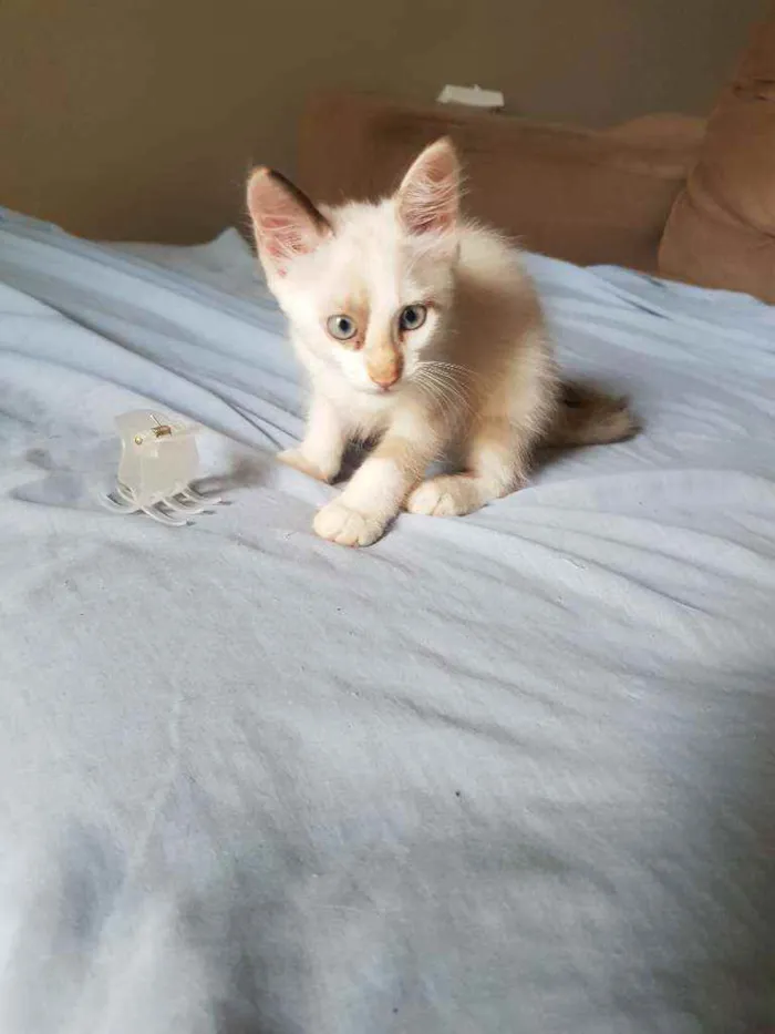 Gato ra a Vira lata idade Abaixo de 2 meses nome Sem nome