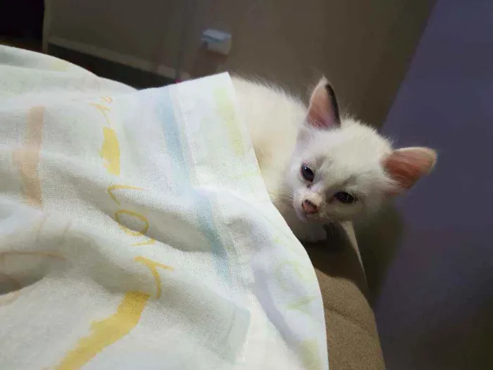 Gato ra a Vira lata idade Abaixo de 2 meses nome Sem nome