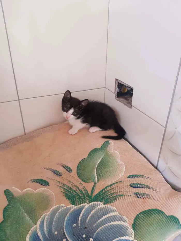 Gato ra a Vira lata idade Abaixo de 2 meses nome Sem nome