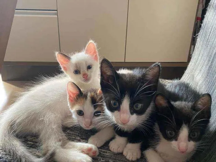 Gato ra a Vira lata idade Abaixo de 2 meses nome Sem nome