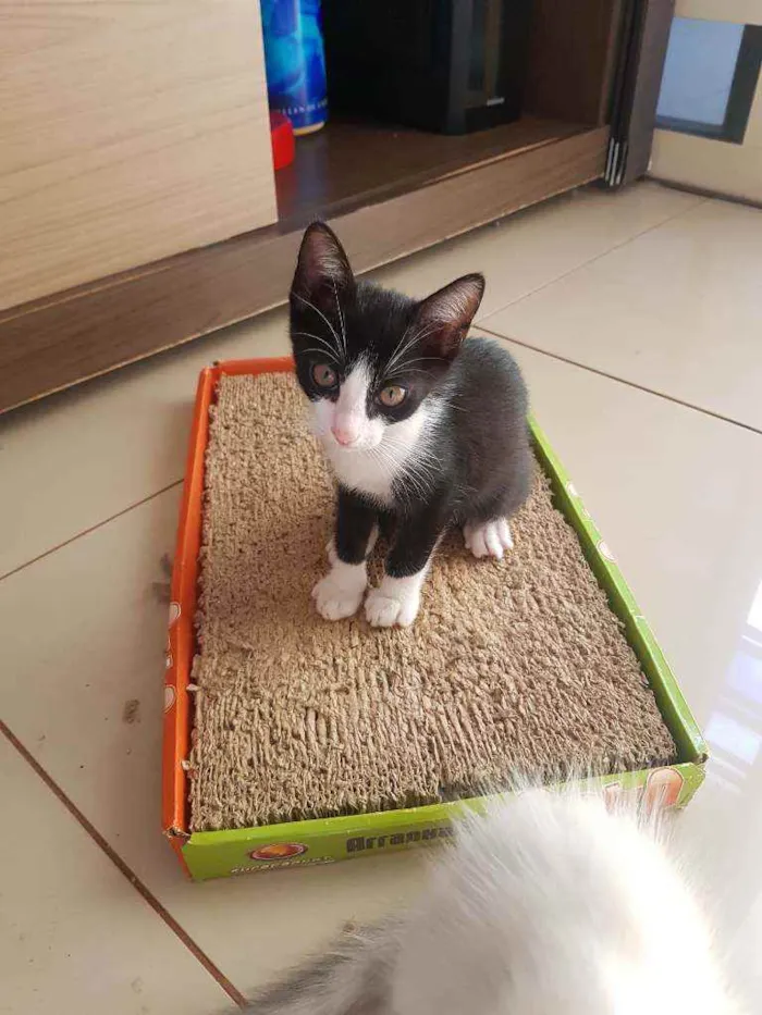 Gato ra a Vira lata idade Abaixo de 2 meses nome Sem nome