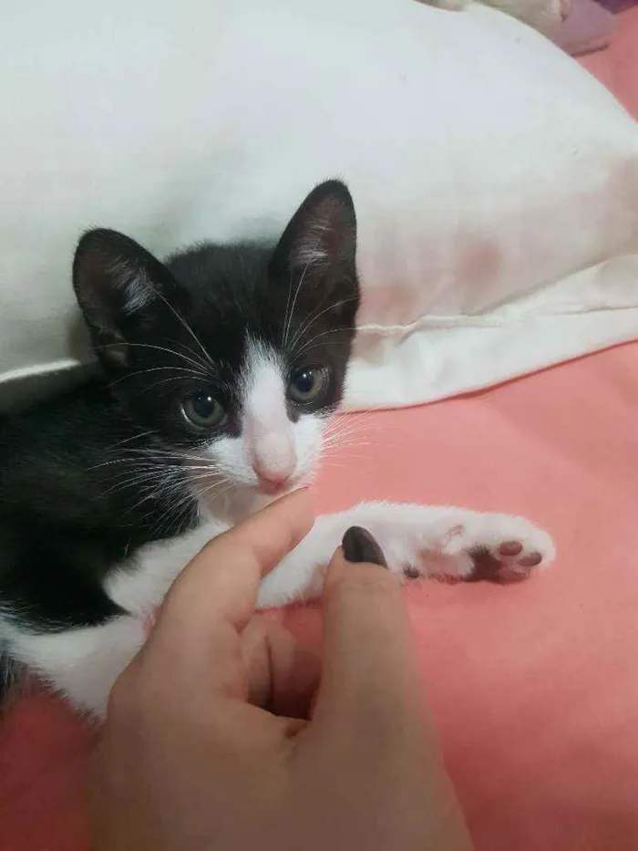 Gato ra a Vira lata idade Abaixo de 2 meses nome Sem nome