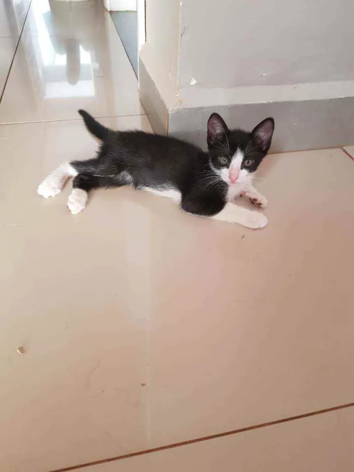 Gato ra a Vira lata idade Abaixo de 2 meses nome Sem nome