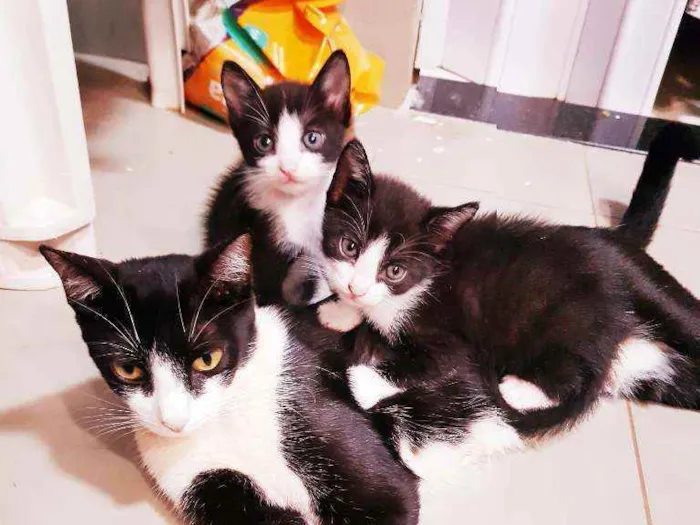 Gato ra a Vira lata idade Abaixo de 2 meses nome Sem nome
