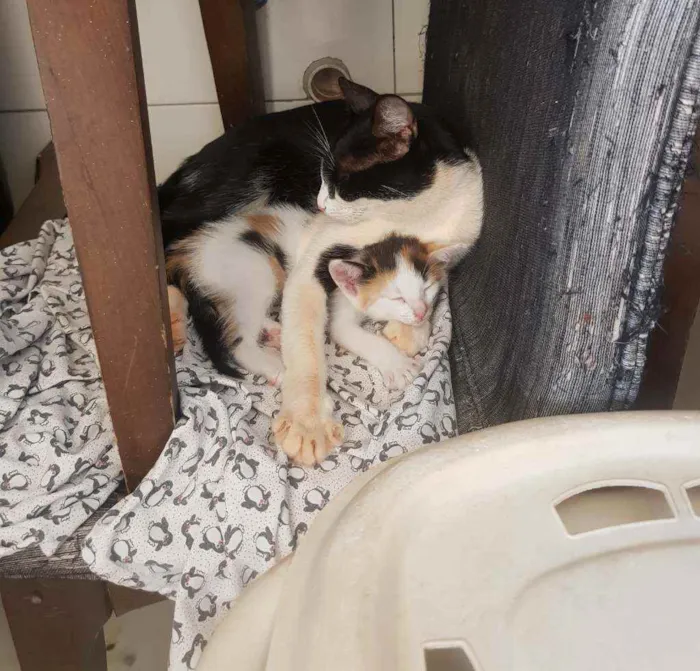 Gato ra a Vira lata idade Abaixo de 2 meses nome Sem nome