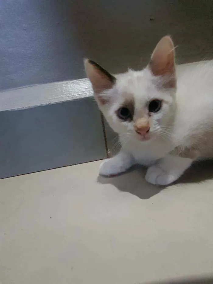 Gato ra a Vira lata idade Abaixo de 2 meses nome Sem nome