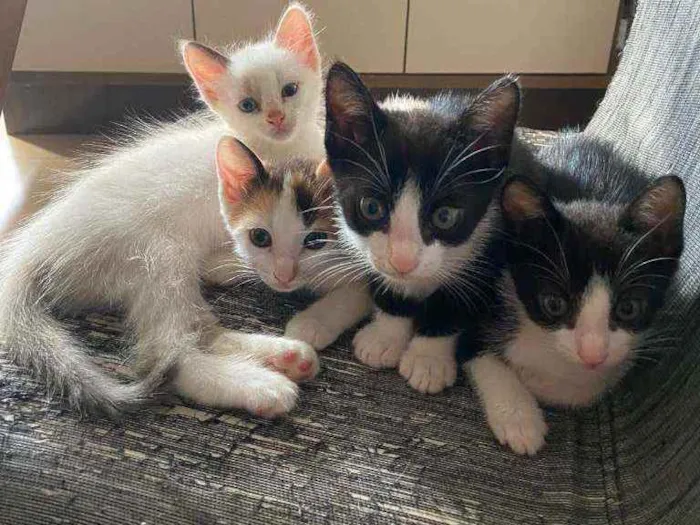 Gato ra a Vira lata idade Abaixo de 2 meses nome Sem nome