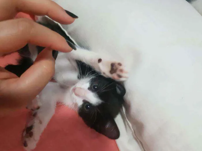 Gato ra a Vira lata idade Abaixo de 2 meses nome Sem nome