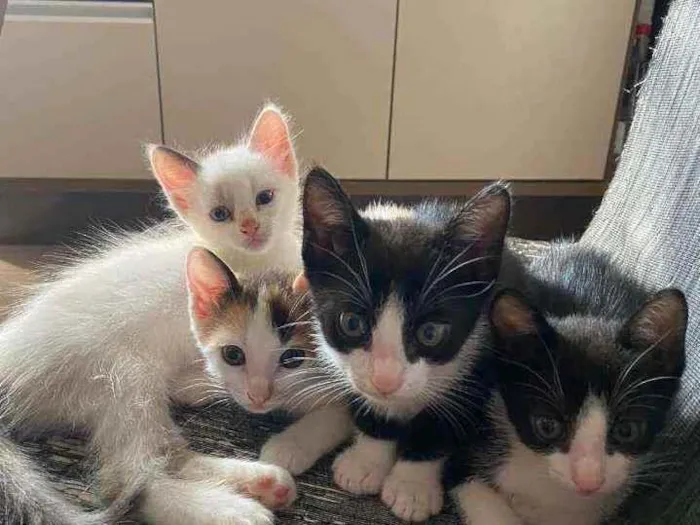 Gato ra a Vira lata idade Abaixo de 2 meses nome Sem nome