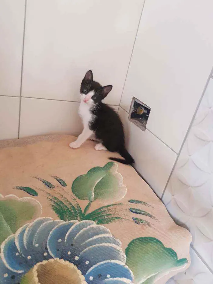 Gato ra a Vira lata idade Abaixo de 2 meses nome Sem nome