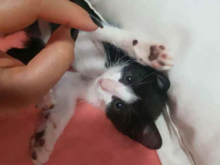 Gato ra a Vira lata idade Abaixo de 2 meses nome Sem nome