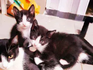 Gato raça Vira lata idade Abaixo de 2 meses nome Sem nome