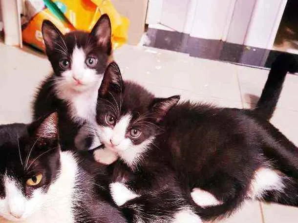Gato ra a Vira lata idade Abaixo de 2 meses nome Sem nome