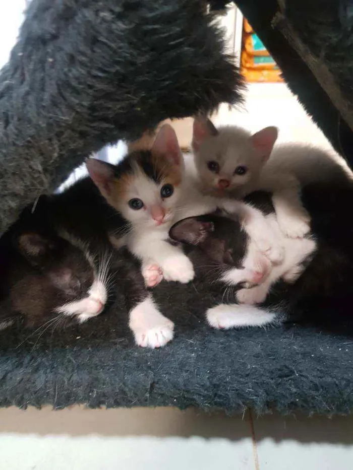 Gato ra a Vira lata idade Abaixo de 2 meses nome Sem nome