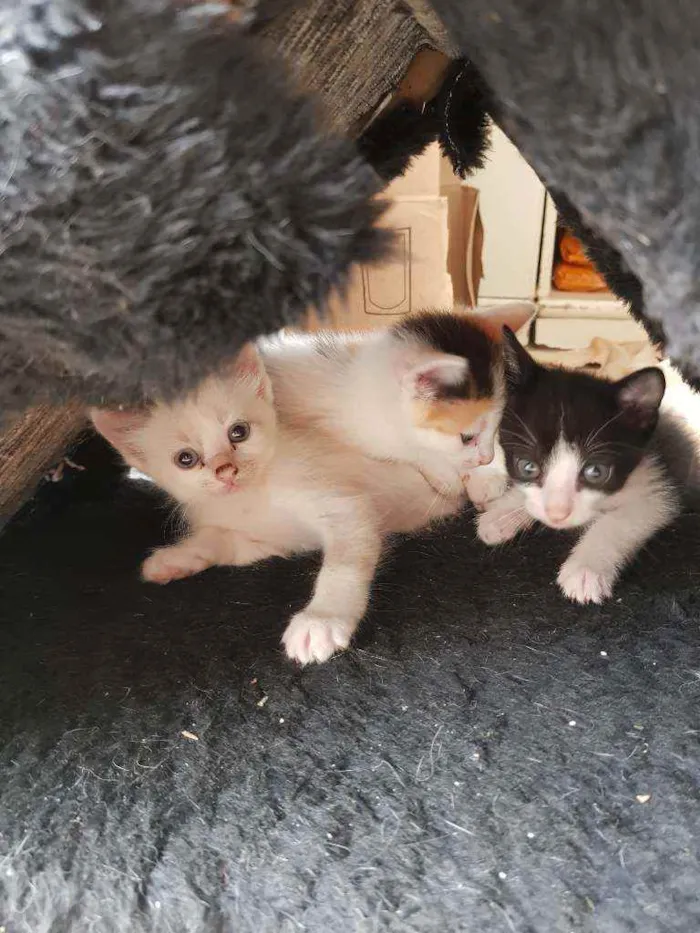 Gato ra a Vira lata idade Abaixo de 2 meses nome Sem nome