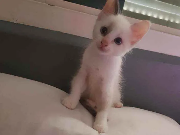 Gato ra a Vira lata idade Abaixo de 2 meses nome Sem nome