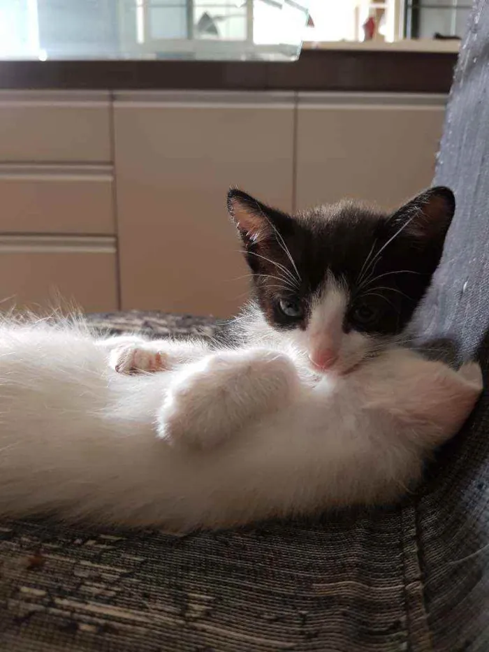 Gato ra a Vira lata idade Abaixo de 2 meses nome Sem nome