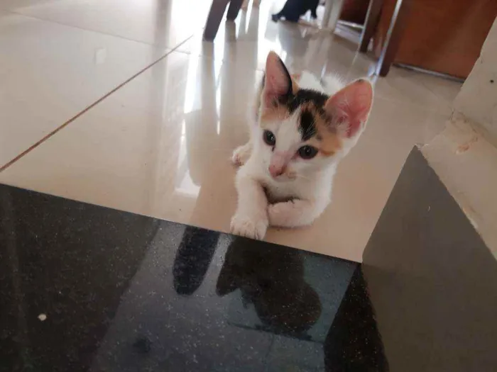 Gato ra a Vira lata idade Abaixo de 2 meses nome Sem nome