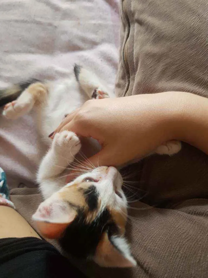 Gato ra a Vira lata idade Abaixo de 2 meses nome Sem nome