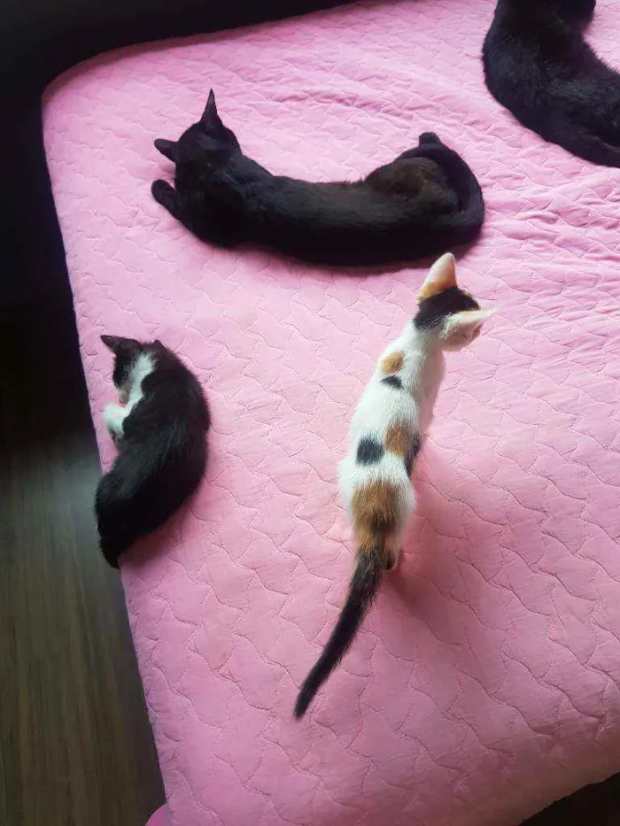 Gato ra a Vira lata idade Abaixo de 2 meses nome Sem nome