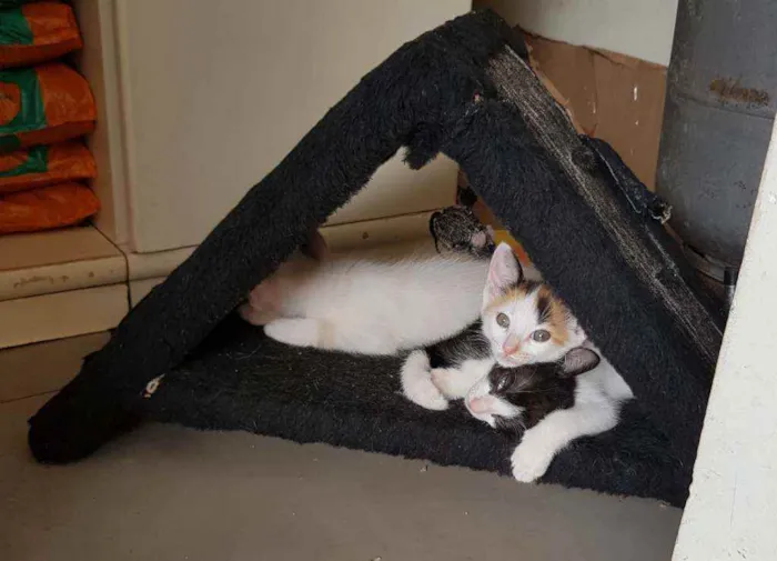 Gato ra a Vira lata idade Abaixo de 2 meses nome Sem nome