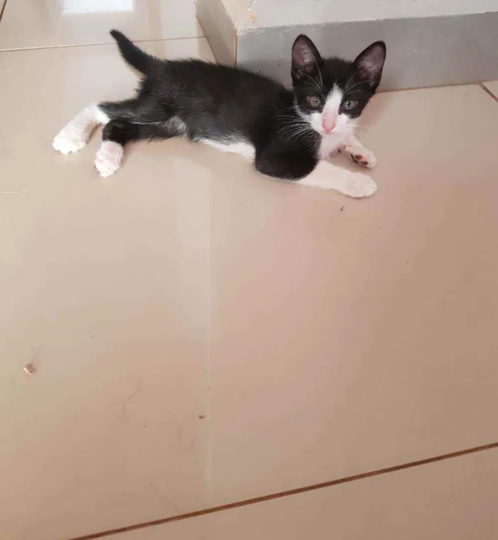 Gato ra a Vira lata idade Abaixo de 2 meses nome Sem nome