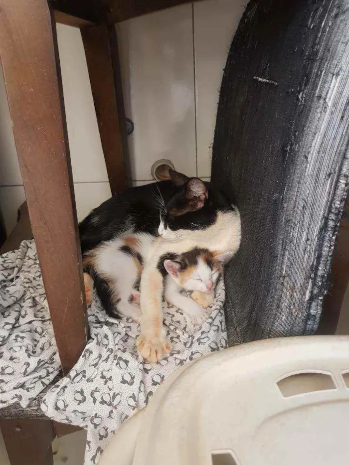 Gato ra a Vira lata idade Abaixo de 2 meses nome Sem nome